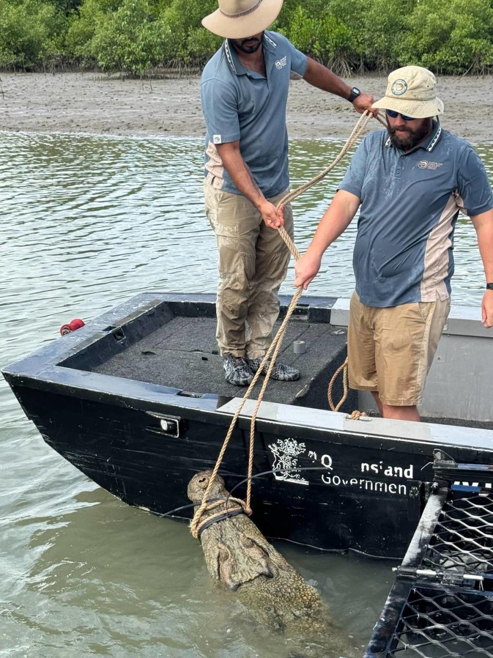 Wildlife officials captured the 13-foot-long crocodile in a marina of Cardwell.