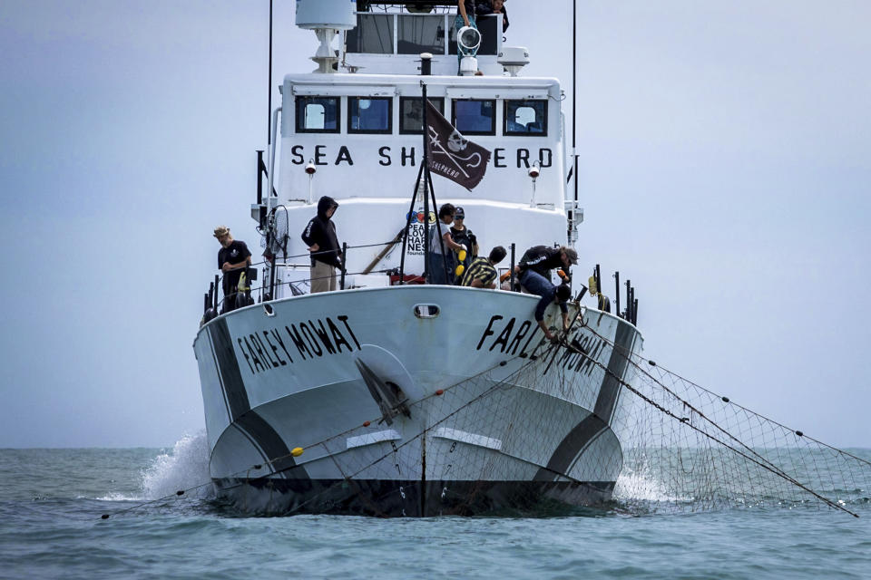 In this photo provided by Sea Shepherd organization, crew members of the Farley Mowat Sea Shepherd ship pull out an illegal fishing net in the Gulf of California, Thursday April 26, 2018. Experts said Wednesday that at most only 22 vaquitas remain in the Gulf of California, where a grim, increasingly violent battle is playing out between emboldened fishermen and the environmentalist group Sea Shepherd for the smallest and most endangered porpoise in the world. (Sea Shepherd via AP)