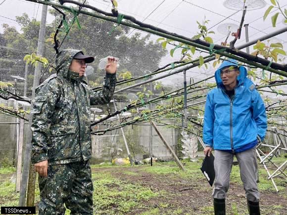 發現梨樹於3月初陸續出現授粉不良、著果率低情形。(新北市農業局提供)