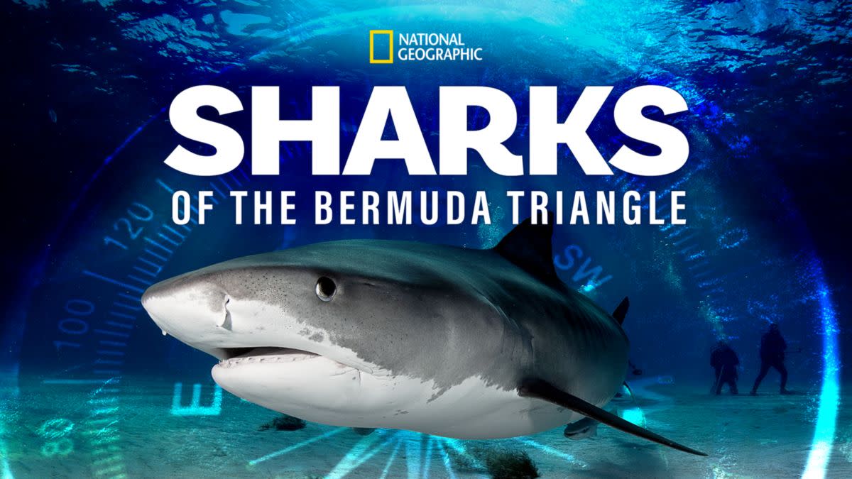 'Sharks of the Bermuda Triangle'. (Nat Geo/Disney)