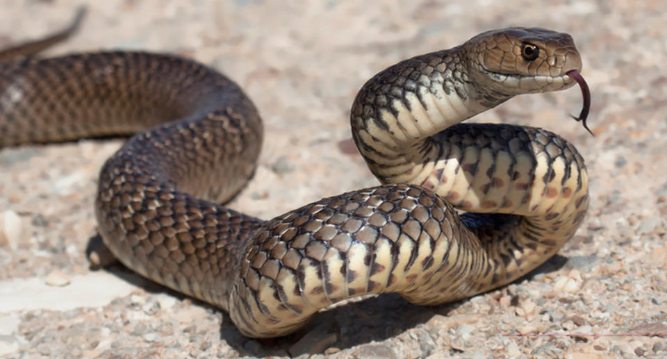 Eastern brown snakes can be seen close up, with its tongue sticking out of its mouth.