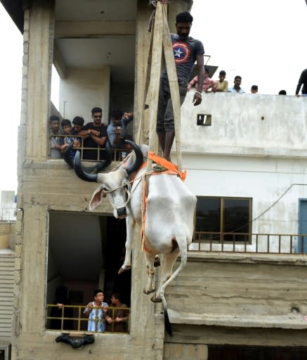 The lack of green space in Karachi means that some rooftops are transformed into temporary livestock pens ahead of Eid