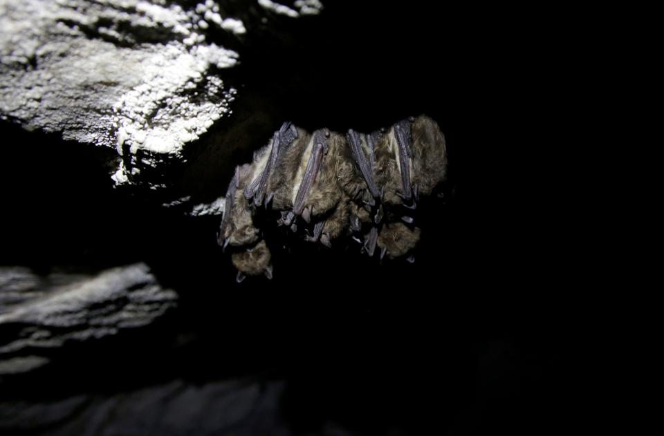 Bats roost in a cave in Dorset, Vt., on May 2, 2023. Scientists studying bat species hit hard by the fungus that causes white nose syndrome, which has killed millions of bats across North America, say there is a glimmer of good news for the disease. Experts say more bats that hibernate at a cave in Vermont, the largest bat cave in New England, are tolerating the disease and passing protective traits on to their young.