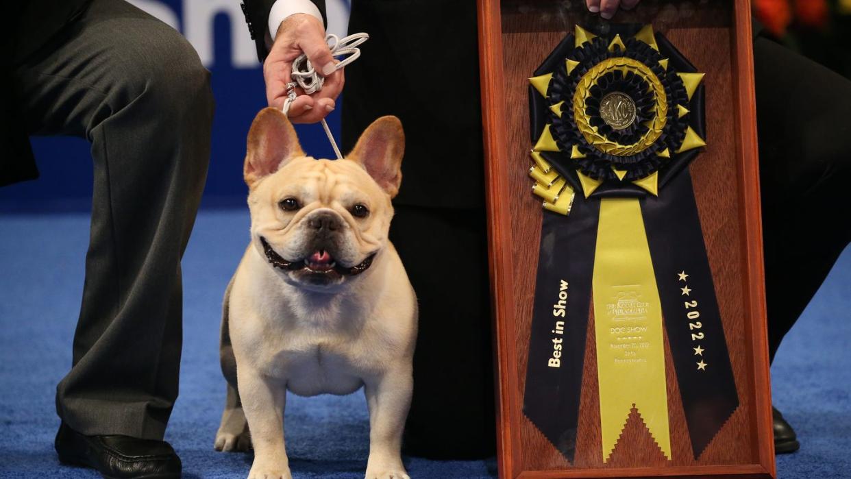the national dog show presented by purina season 21