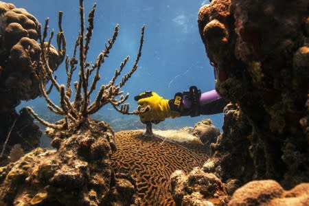 The Wider Image: The race to save the coral of the Caribbean