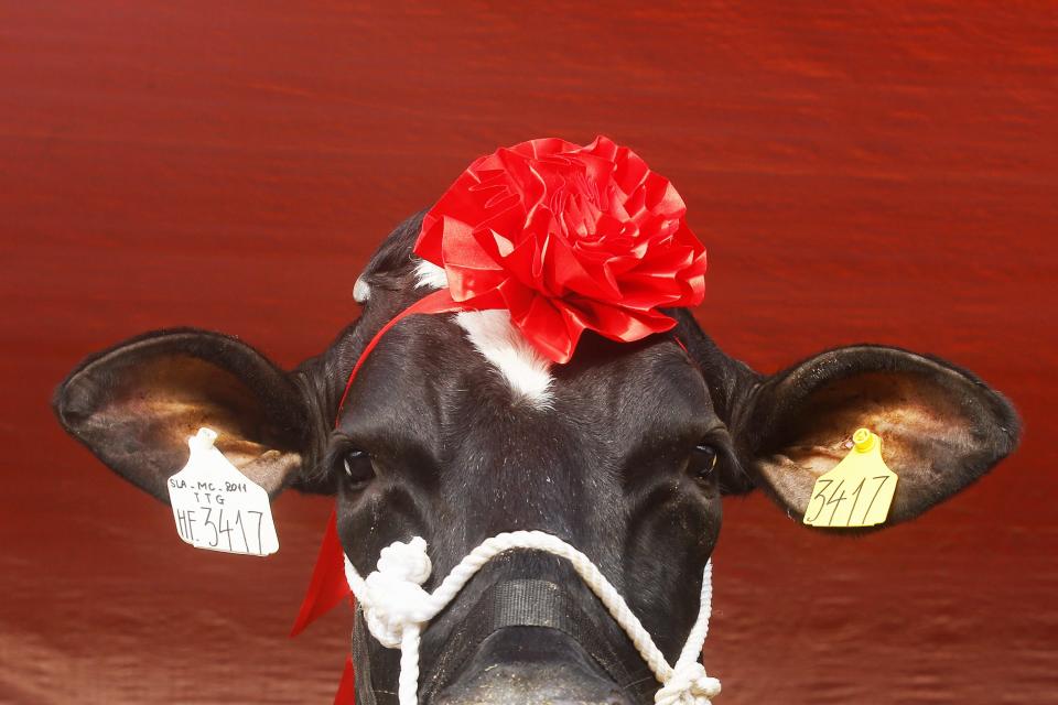 RNPS - REUTERS NEWS PICTURE SERVICE - PICTURES OF THE YEAR 2014 - ODDLY A cow is prepared for the Miss Milk Cow beauty contest in Moc Chau plateau, 200 km northwest of Hanoi in this October 15, 2014 file photo. REUTERS/Kham/Files (VIETNAM - Tags: SOCIETY AGRICULTURE TPX IMAGES OF THE DAY ANIMALS)