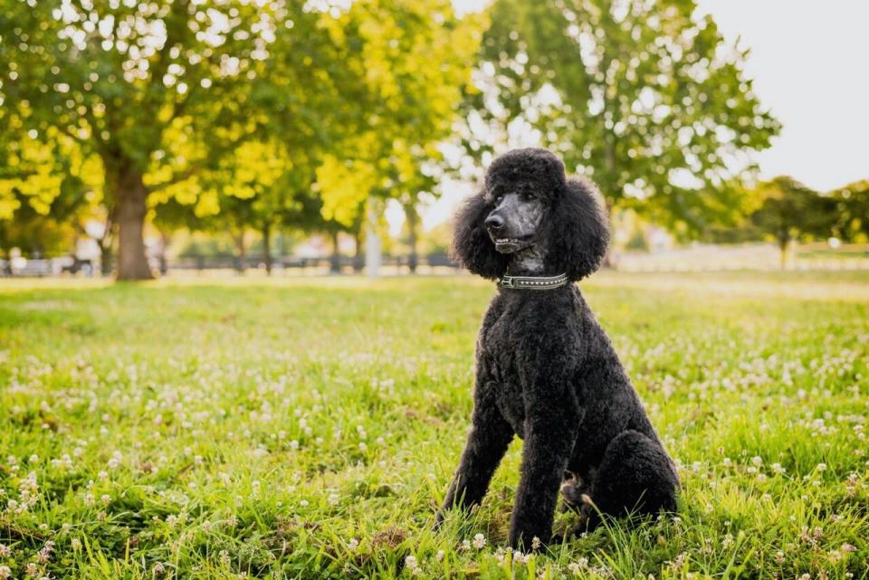 <p>Arguably the most famous shed-free dog breed, many other breeds have been crossed with poodles to create hypoallergenic pups. There are a few varieties of poodles to choose from — including miniature, toy, and standard — but they're all known for their fun personalities and how <a href="https://www.akc.org/dog-breeds/poodle-standard/" rel="nofollow noopener" target="_blank" data-ylk="slk:quickly they can be trained;elm:context_link;itc:0;sec:content-canvas" class="link ">quickly they can be trained</a>, according to the AKC.</p>