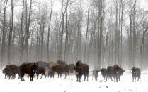 <p>En la imagen, una manada de bisontes deambula dentro de la zona de exclusión de la central nuclear de Chernóbil, en Ucrania. Desde la explosión de 1986, los humanos no han vuelto al lugar, pero sí que lo ha hecho la vida. (Foto: Vasily Fedosenko / Reuters).</p> 