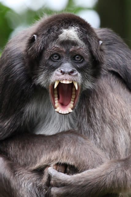 The Brown or Variegated Spider Monkey