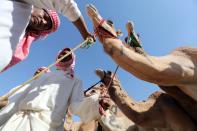 <p>Handlers prepare camels to race during the Liwa 2018 Moreeb Dune Festival. (Photo: Karim Sahib/AFP/Getty Images) </p>