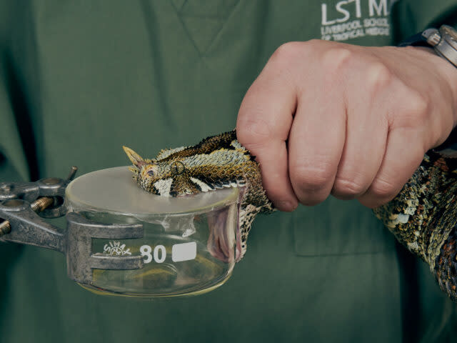 Snakebites are thought to kill up to 138,000 people each year (Nick Ballon/Wellcome Trust/PA)