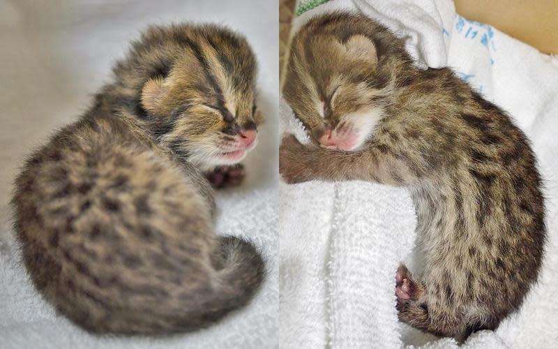 日本橫濱動物園ZOORASIA成功繁殖人工授精對馬山貓寶寶。（翻攝自@ZOORASIA_office推特）