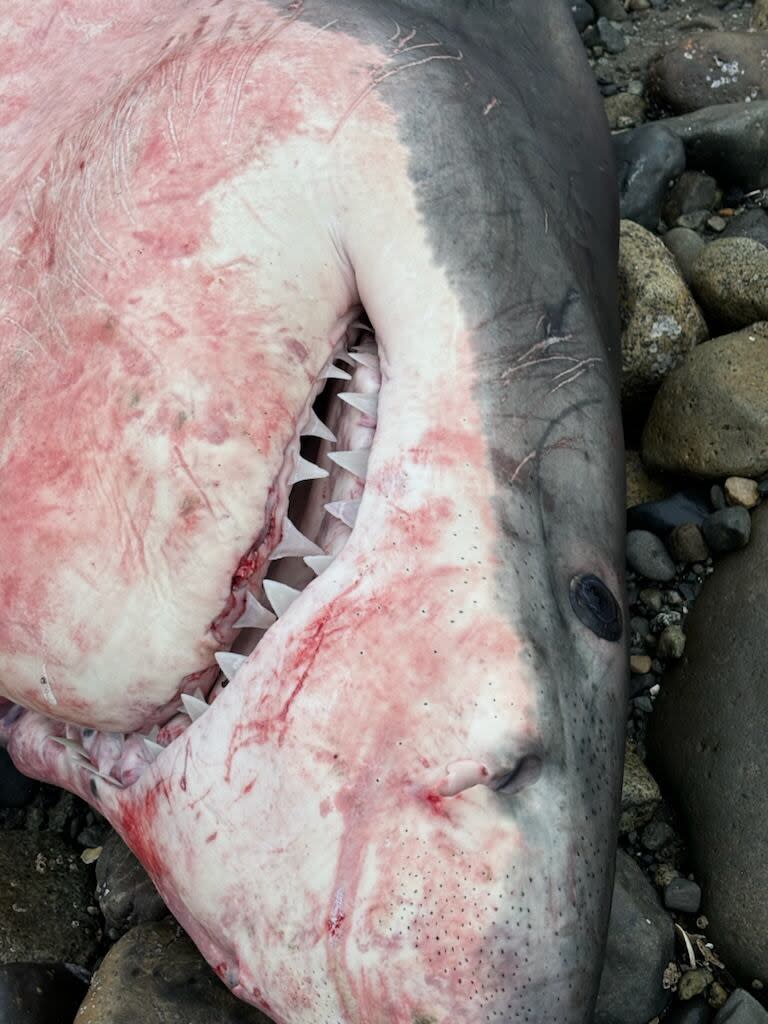 DFO says it identified the shark by its teeth, as well as its fin and tail. Tissue samples were collected for research purposes.