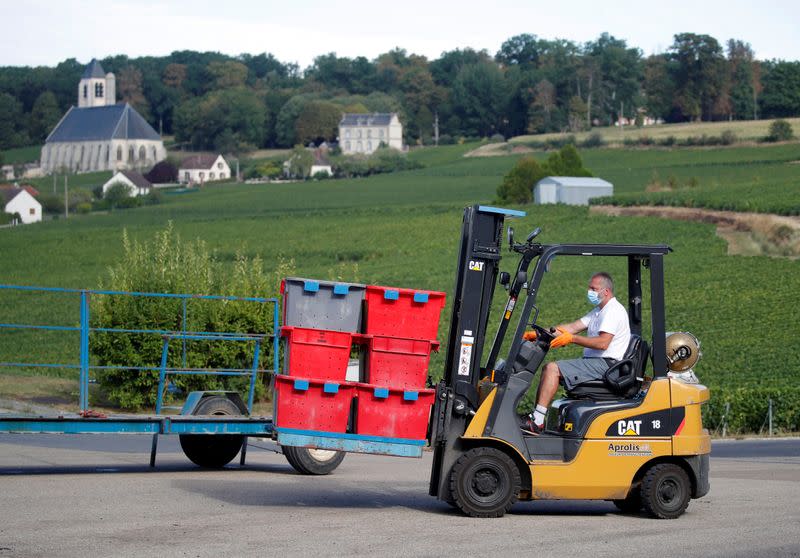 Champagne grape harvest begins in France's champagne region