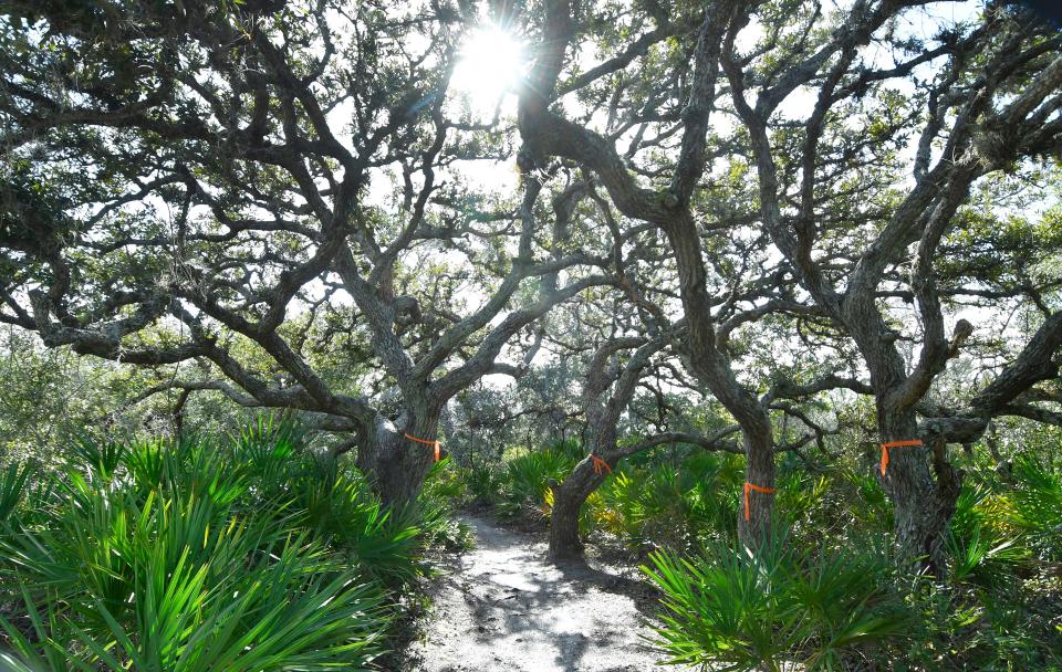 To save the remaining threatened scrub jays there, thousands of trees, including old oaks that shade trails at Malabar Scrub Sanctuary, must go, Brevard County officials say. But some like these oaks are marked with ribbons as ones chosen to be saved.