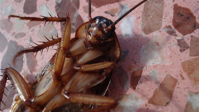 有教授指出，蟑螂其實是可以吃的，但得是養殖的蟑螂。（示意圖／翻攝自Pixabay）