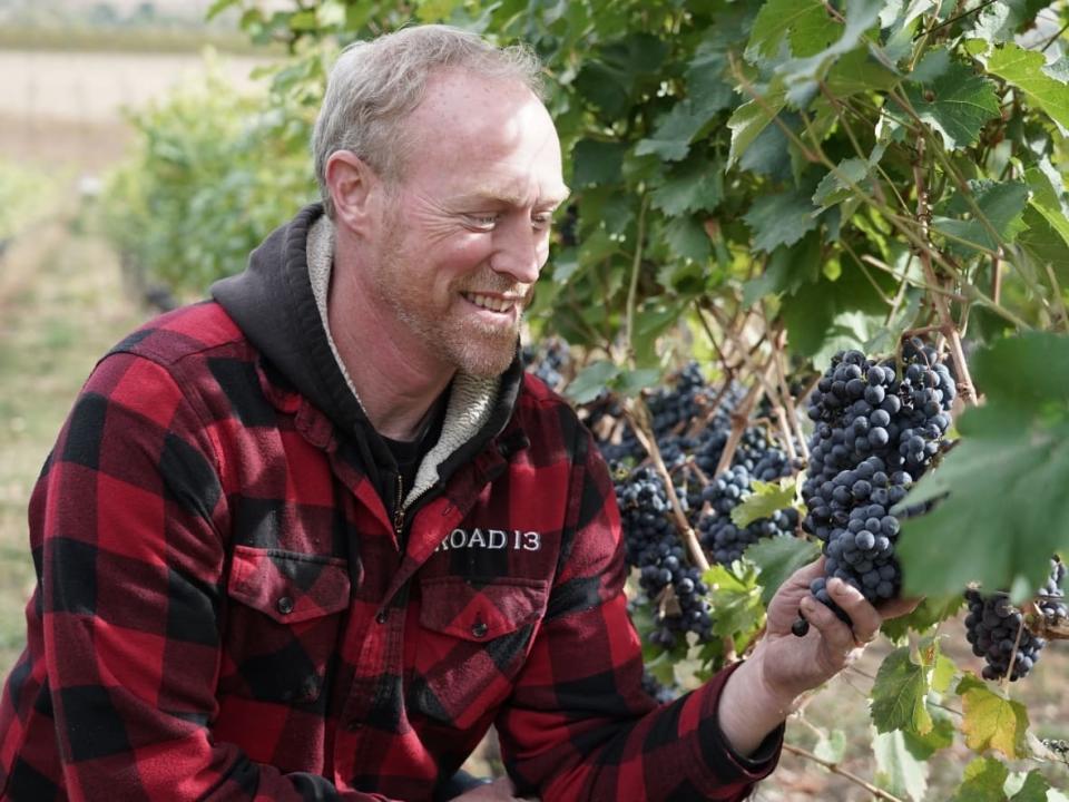 Despite lower yields from severe heat and drought conditions, winemakers like Barclay Robinson of Road 13 Estates, in Oliver, B.C., are anticipating an excellent vintage from the wine grape harvest this year. (Christian Amundson/CBC - image credit)