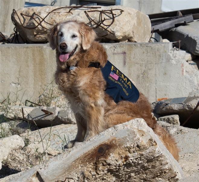 Bretagne was a search-and-rescue dog after the Sept. 11 tragedy and helped after several hurricanes, and was considered a hero.