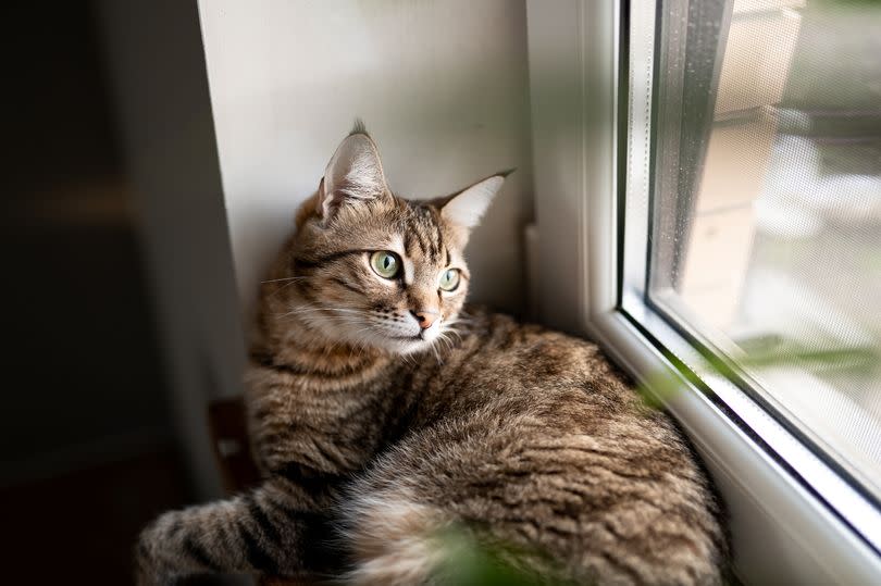 Noble proud cat lying on window sill