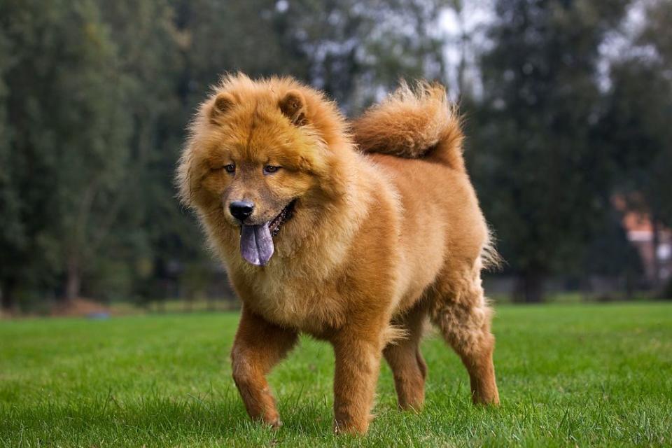 dogs that can be let alone chow chow