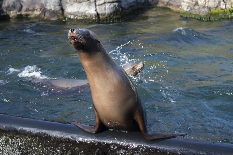 California sea lions at the Prospect Park Zoo. (WCS’s Prospect Park Zoo)