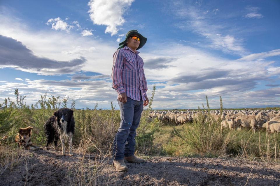 Hector Sandoval cares for JD Schmidt’s sheep in the San Luis Valley. Sandoval said the consecutive years of drought have been hard on the herd. In the spring, “We had to feed them. There wasn’t always enough grass,” he said.