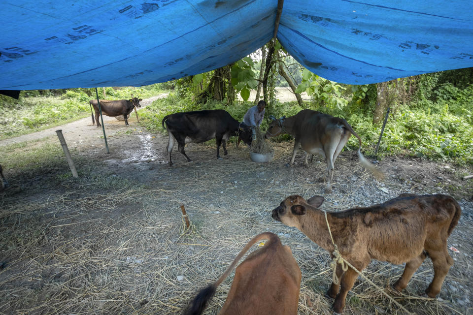 A villager feeds his cattle under a makeshift shelter near flood waters in Barama village, west of Guwahati, India, Friday, June 23, 2023. Tens of thousands of people have moved to relief camps with one person swept to death by flood waters caused by heavy monsoon rains battering swathes of villages in India’s remote northeast this week, a government relief agency said on Friday. (AP Photo/Anupam Nath)