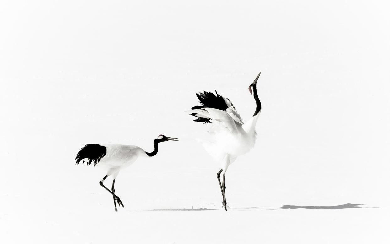 Japan’s red-crowned cranes are revered as symbols of love and longevity - Satoru Kobayashi