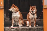 Shiba Inu dogs sitting on stairs