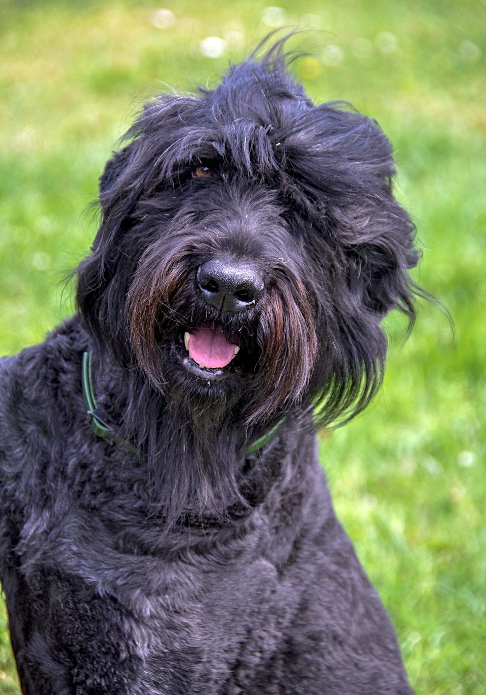 black russian terrier closeup