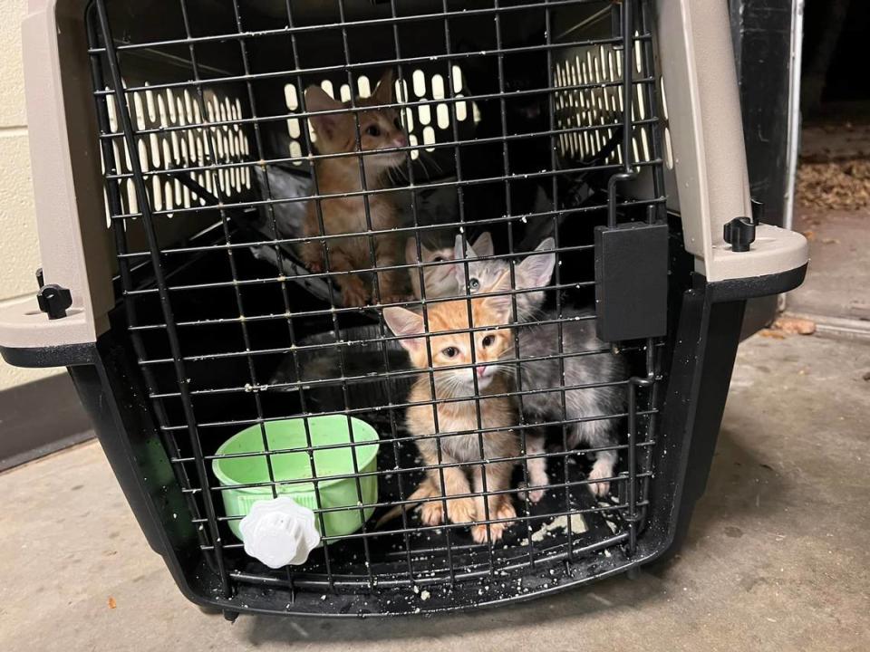 Florida Urgent Rescue, con sede en Jacksonville, ayudó a evacuar a 49 perros y gatos de refugios en zonas rurales antes de que el huracán tocará tierra el 28 de septiembre de 2022. Florida Urgent Rescue/cortesía