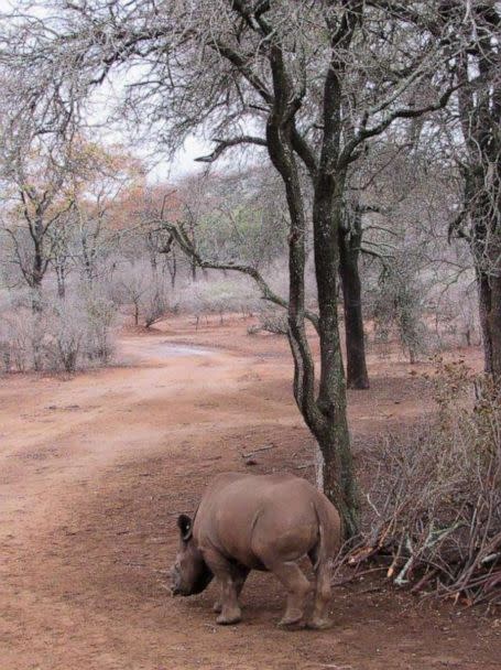 PHOTO: Pumpkin the black rhinoceros continues to thrive in the wild in Bubye Valley Conservancy in Zimbabwe. (International Rhino Foundation)