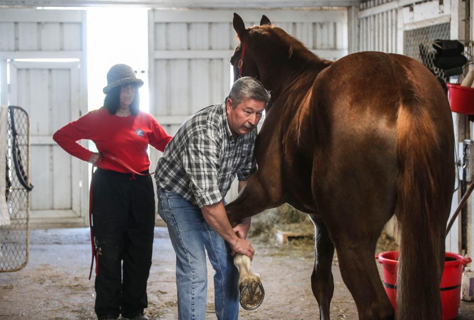 As owner Judy Lunsford watches, Dr. Andy Roberts checks a horse's joint during a visit at Shawnee Run Farm visit outside Harrodsburg, Ky. recently. Roberts, 56, is a large food/animal vet; and one of only 54 vets that provide care to all the farm animals across Kentucky.