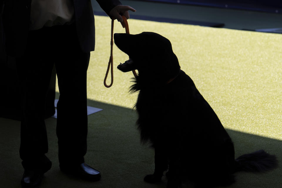 A handler holds his dog on a leash in the Breed Showcase area during the 148th Westminster Kennel Club Dog show, Saturday, May 11, 2024, at the USTA Billie Jean King National Tennis Center in New York. (AP Photo/Julia Nikhinson)