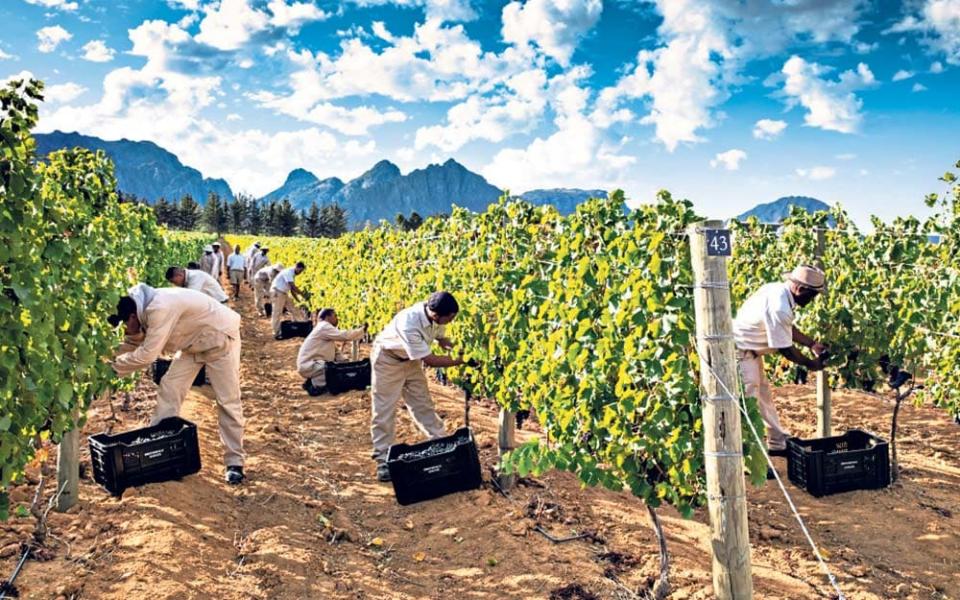 Harvesting grapes on Brookdale's 200 acres - BROOKDALE