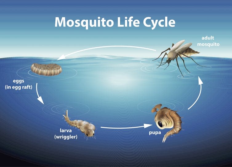 <span class="caption">Plastics were retained as the mosquitoes went through different life stages.</span> <span class="attribution"><a class="link " href="https://www.shutterstock.com/image-vector/illustration-showing-life-cycle-mosquito-149006051?src=u2BzmkzrrebdGDJZ2nUd6w-1-58" rel="nofollow noopener" target="_blank" data-ylk="slk:Blue Ring Media/Shutterstock;elm:context_link;itc:0;sec:content-canvas">Blue Ring Media/Shutterstock</a></span>