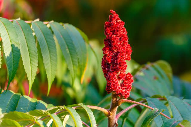 <p>Michael-Tatman / Getty Images</p> Staghorn Sumac flower cluster