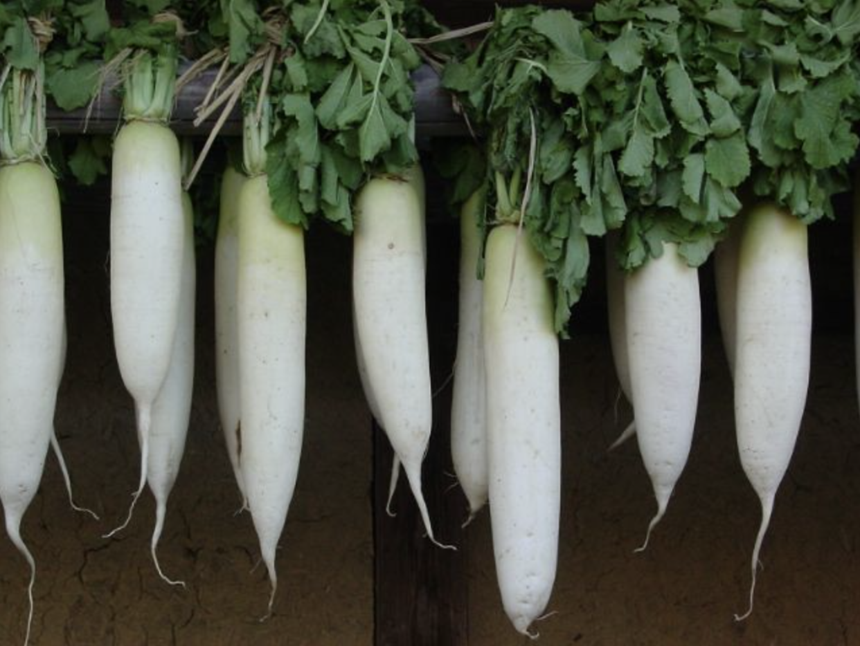 Daikon radishes in a row