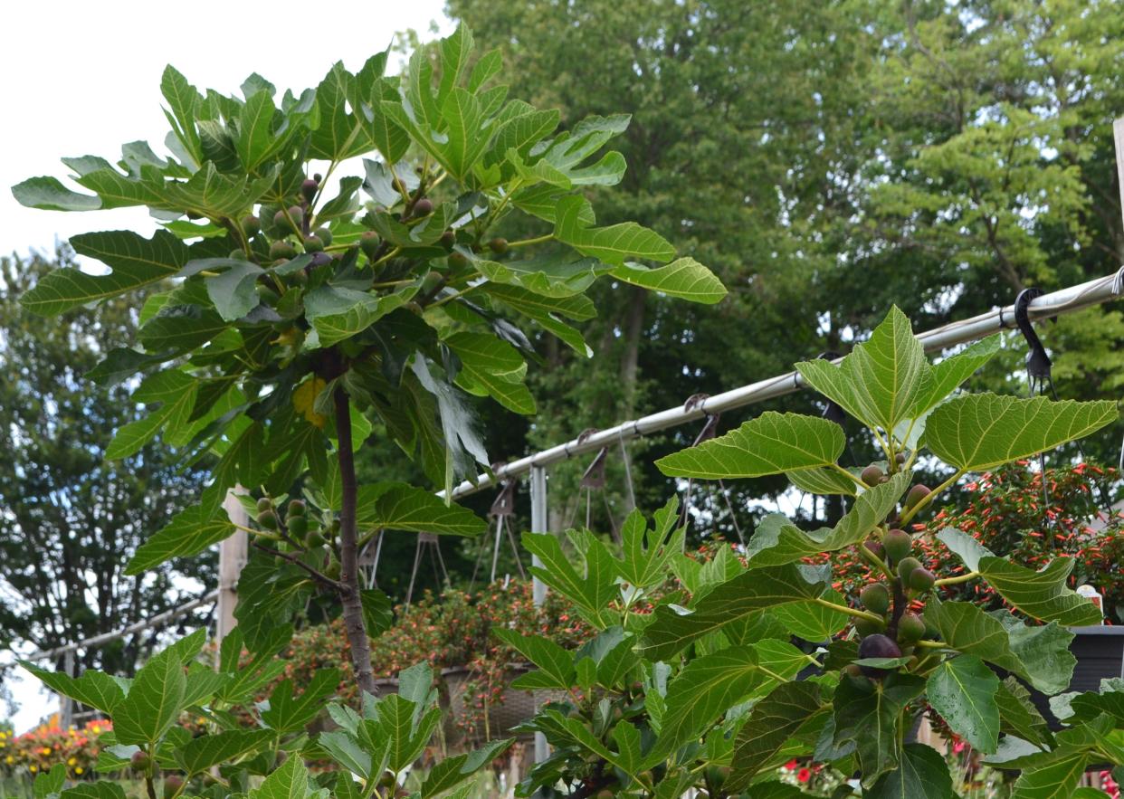 Some hardy varieties of fig trees can be grown outside in the ground in Ohio, but their roots can be invasive and they must be protected during winter months.