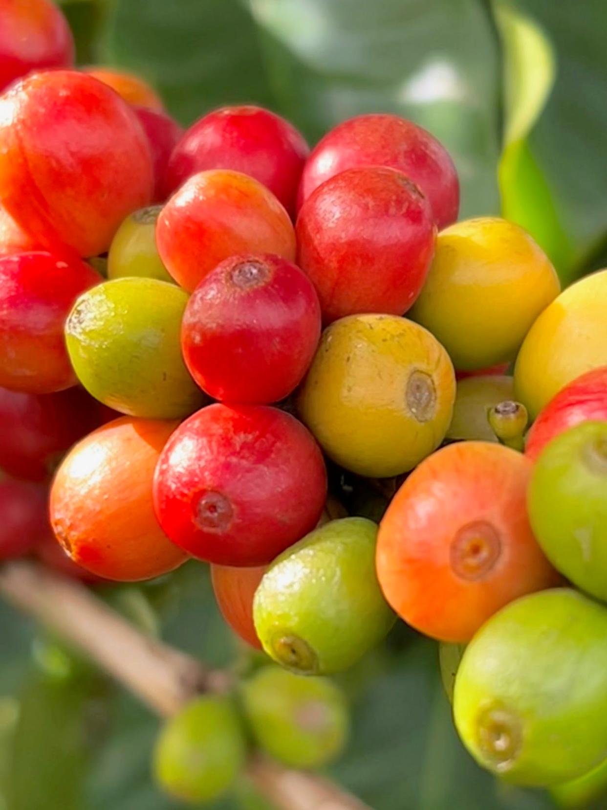 Coffee cherries are seen along the free self-guided tour at Kauai Coffee.