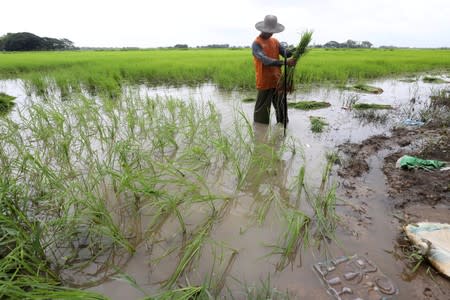 Farmers work on their land at the proposed New Yangon City project site in Yangon