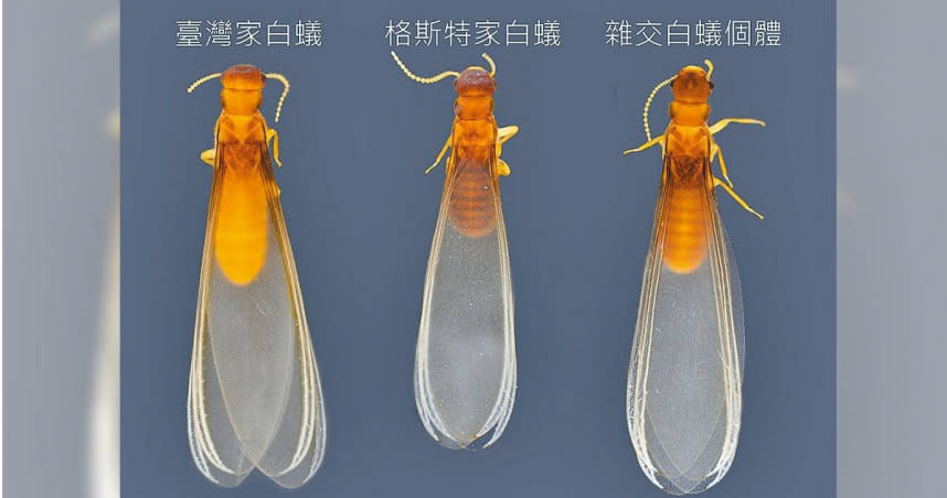 中興大學研究團隊25日公布發現3種白蟻特徵。（圖／興大提供／中國時報王煌忠台中傳真）