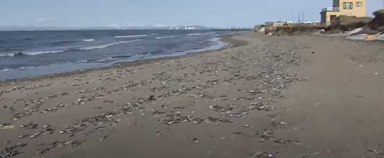 大量的沙丁魚屍體被沖上岸，散佈在長達7公里的海岸。（圖／YouTube　 ANNnewsCH）