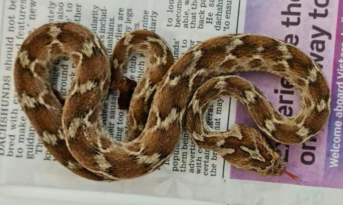 The saw-scaled viper was discovered in a shipment of rocks sent to Essex from India. (Twitter/South Essex Wildlife Hospital)