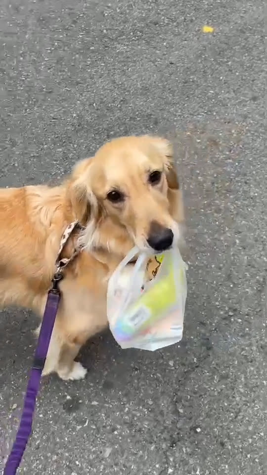 1個杯子蛋糕收服黃金獵犬！幫爸爸提1整袋早餐　療癒畫面融化全網