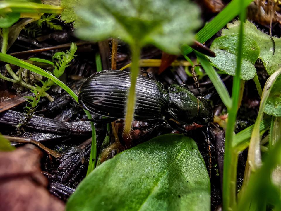 small ground beetle sheltering under a leaf