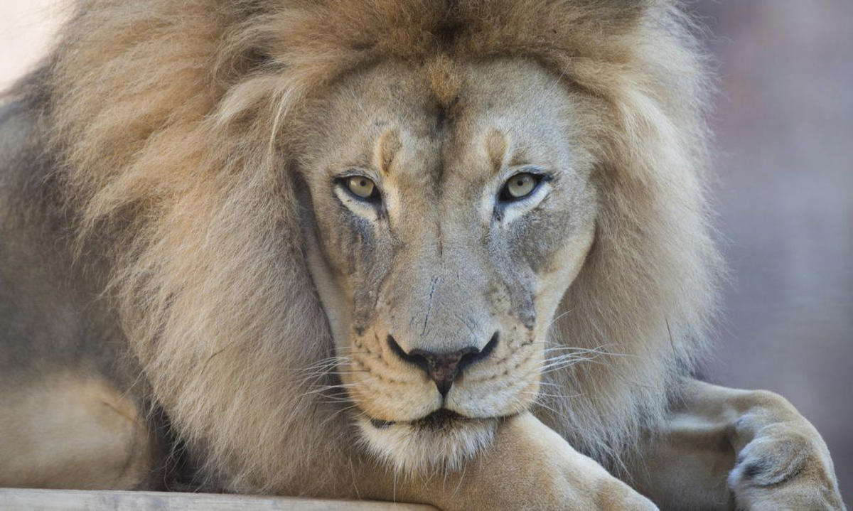 カリフォルニアのサクラメント動物園の「カリスマ的で象徴的な」アフリカライオン、カマウが16歳で死去