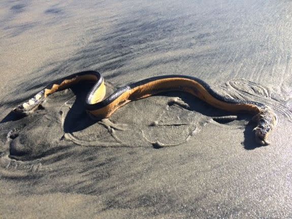 Highly Venomous 'Beast' Snake Found Inside Family Home