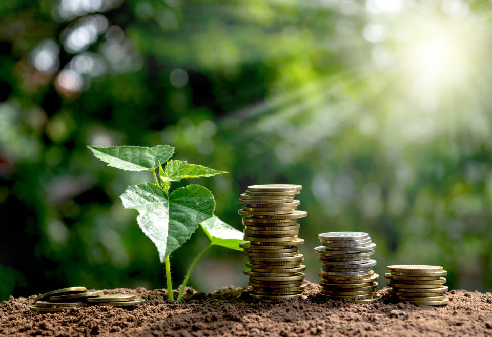 coins on the soil concept with young plant be side in the morning under garden  background.