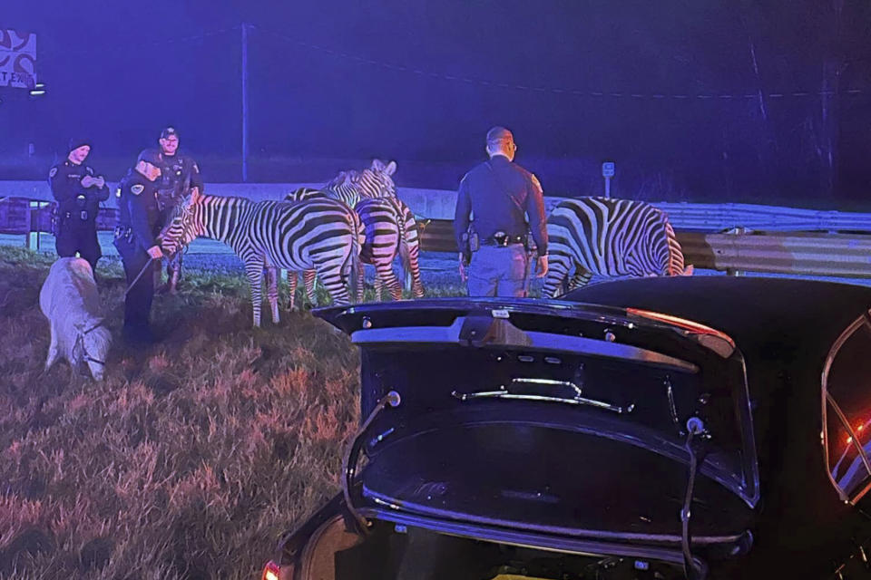 In this photo provided by Grant County Sheriff's Office, animals are rescued by emergency responders after a truck fire near Marion, Ind., early Saturday, Jan. 27, 202. A truck hauling zebras and camels for a series of weekend circus performances caught fire early Saturday on the northeastern Indiana highway, prompting a police rescue of the animals. Sgt. Steven Glass with Indiana State Police says the tractor-trailer caught fire about 2 a.m. along Interstate 69 in Grant County about 60 miles northeast of Indianapolis. (Grant County Sheriff's Office via AP)